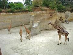 149 BIO PARC DE DOUE LA FONTAINE 1- 2016_000042